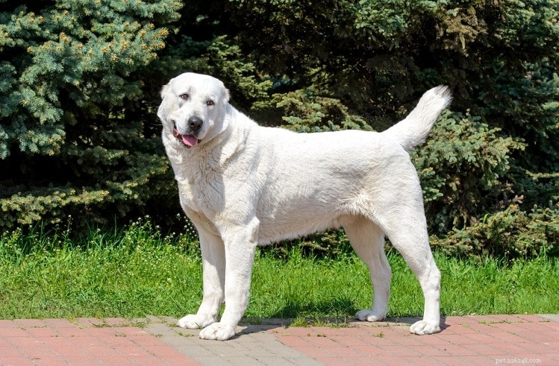 150+ Elegant & Inspiring White Dog Names for Your New Puppy