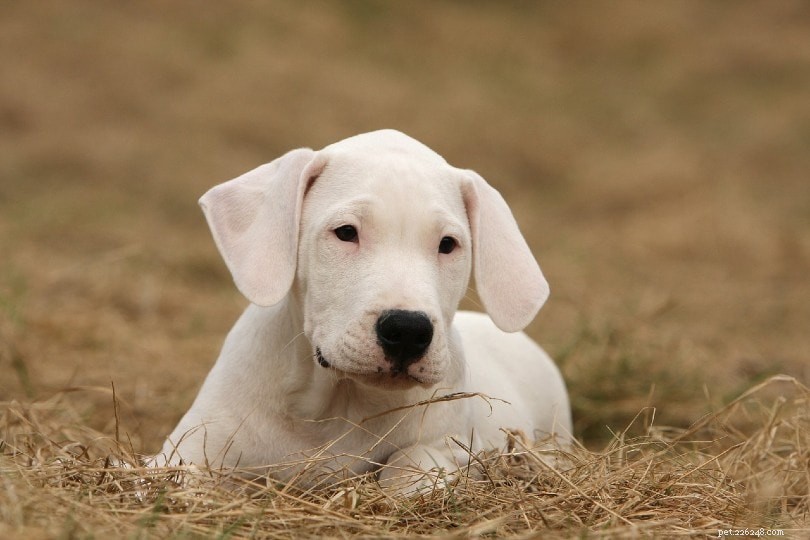 150+ Elegant & Inspiring White Dog Names for Your New Puppy
