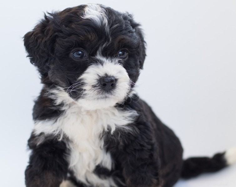150+ Elegant & Inspiring White Dog Names for Your New Puppy