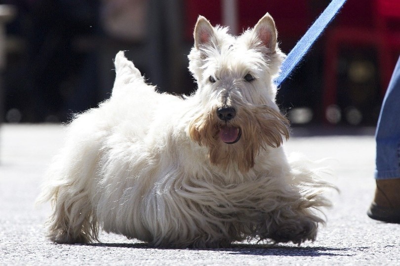 Discover 150+ Authentic Scottish Dog Names – Meaningful Picks for Males & Females