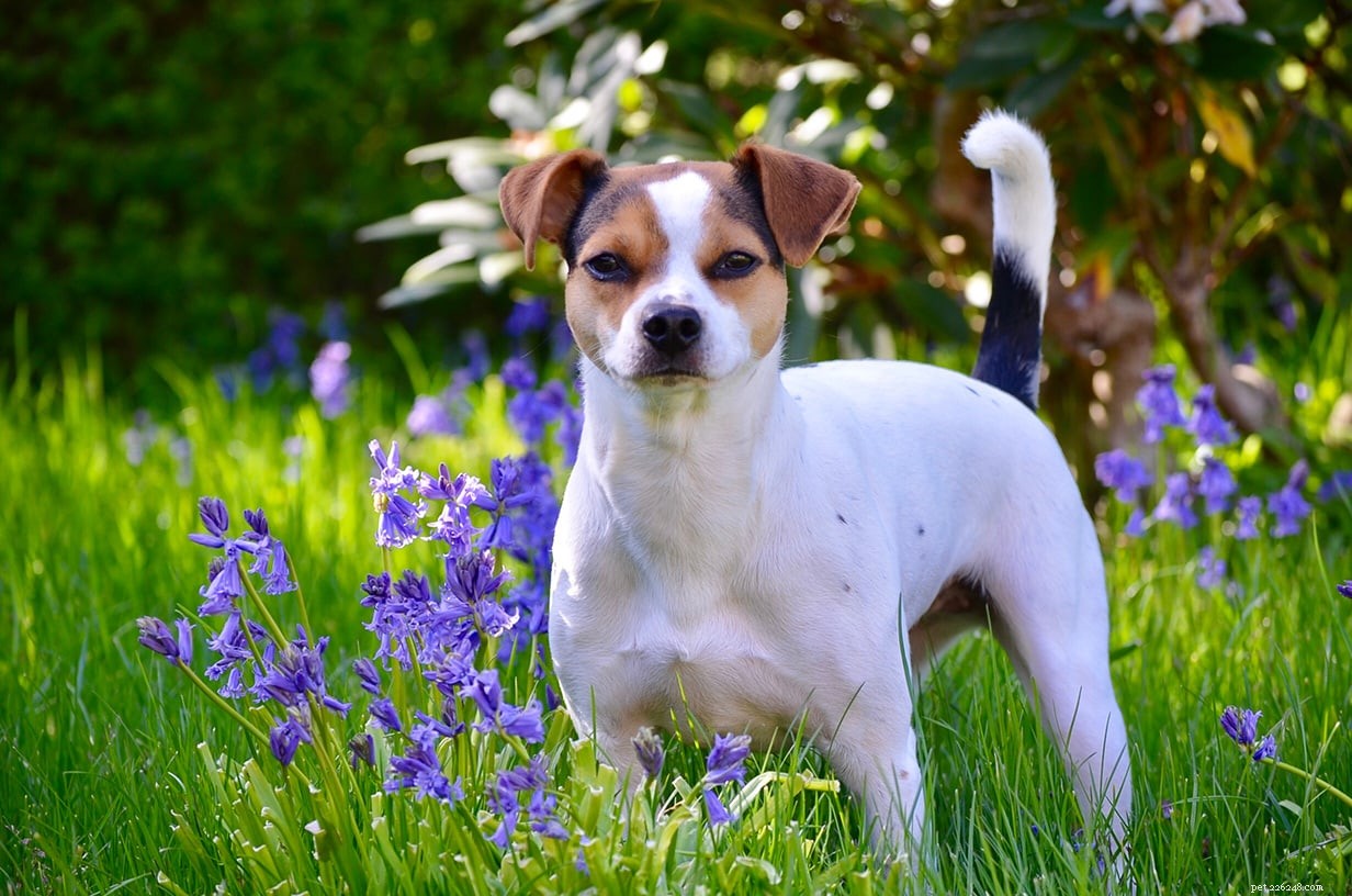 2022 s Top 150+ Dog Names: Trusted Choices for Male & Female Puppies