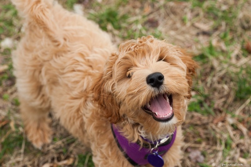 Discover 150+ Meaningful Female Dog Names: Unique & Inspiring