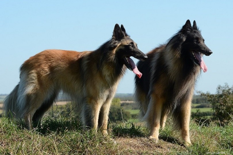 Discover 150+ Meaningful Female Dog Names: Unique & Inspiring