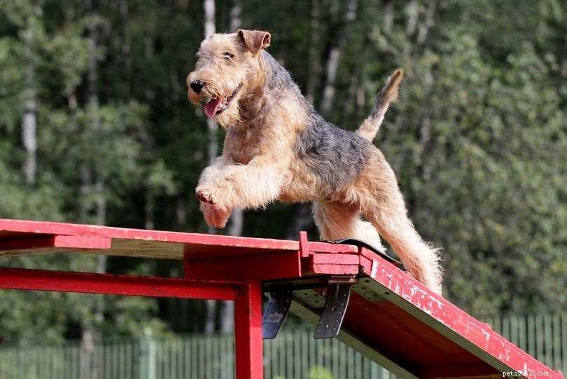 Master Dog Agility Training: A Comprehensive Beginner s Guide