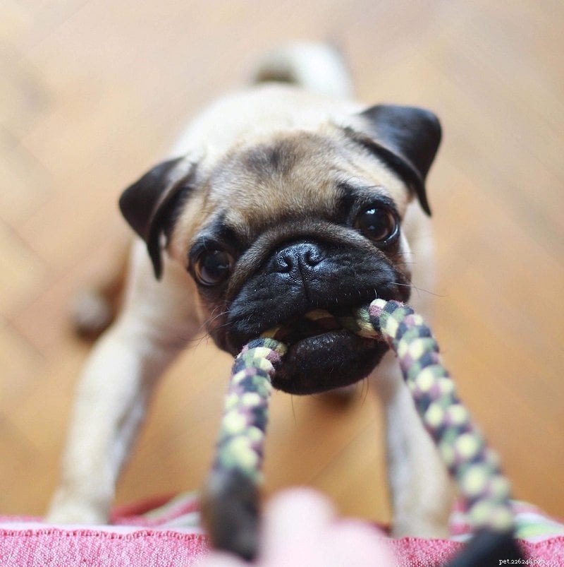 Dog Behavioral Training: The Complete Expert Guide