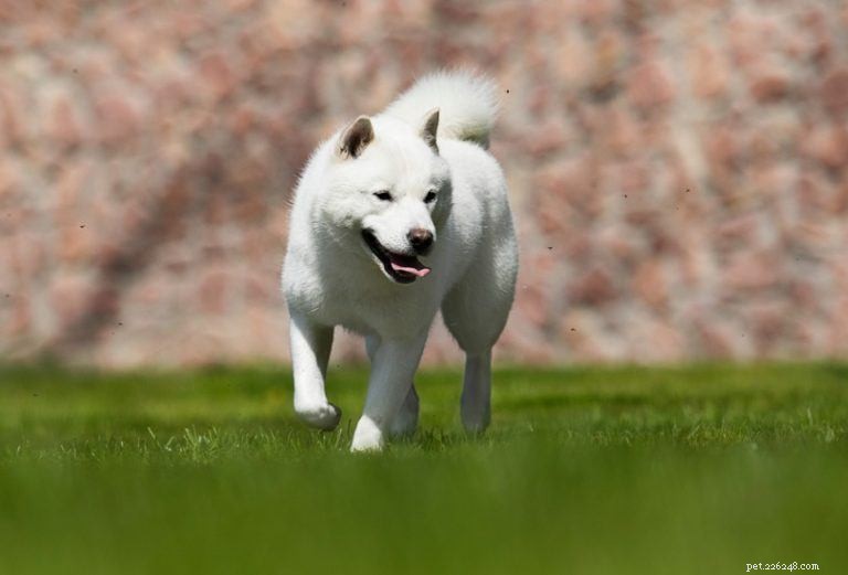 Dog Behavioral Training: The Complete Expert Guide
