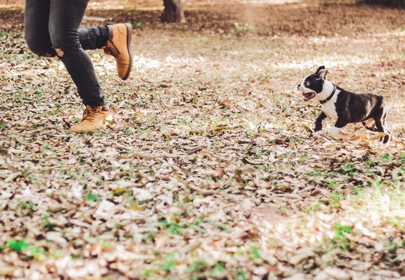 Stop the Chase: Proven Strategies to Curb Your Dog’s Pursuit Instincts