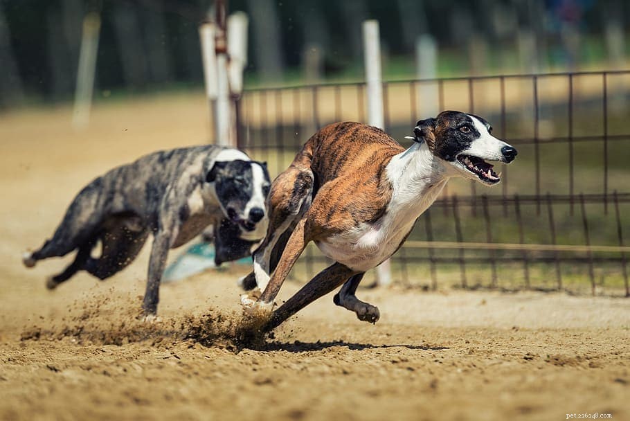 Stop the Chase: Proven Strategies to Curb Your Dog’s Pursuit Instincts