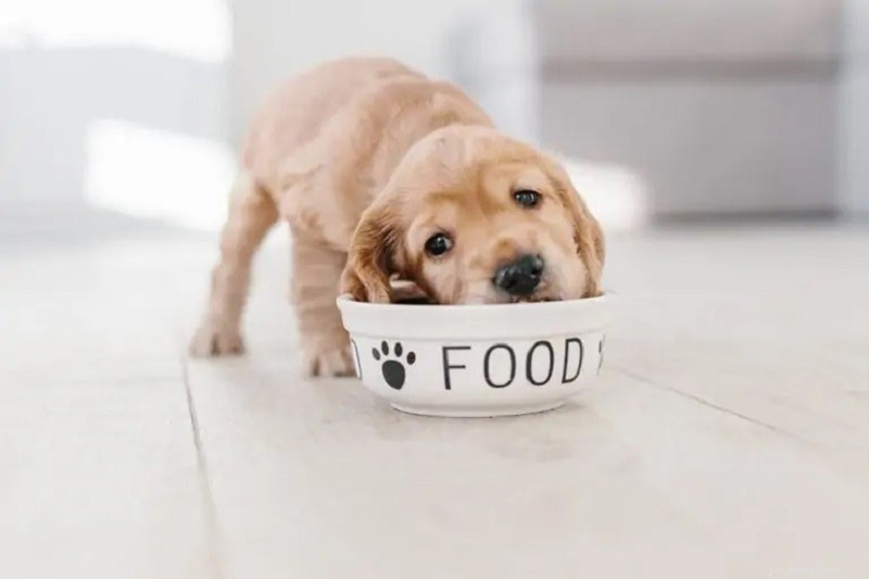 Why Your Dog Chews Everything – Find the Causes & Solutions