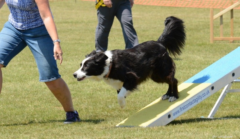 Teach Your Dog to Respond Promptly: Effective Come-When-Called Training Tips