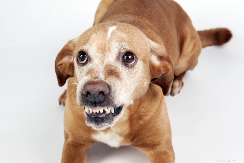 Understanding and Managing Defensive Aggression in Dogs