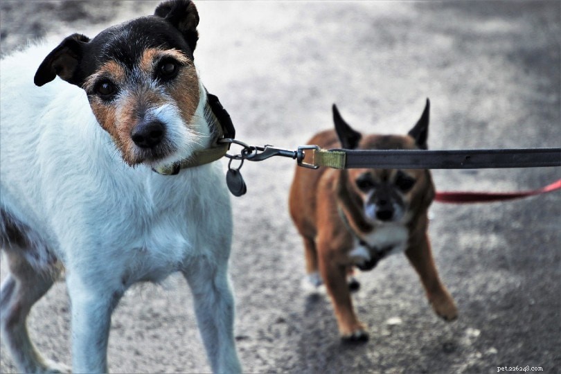 Understanding and Managing Defensive Aggression in Dogs