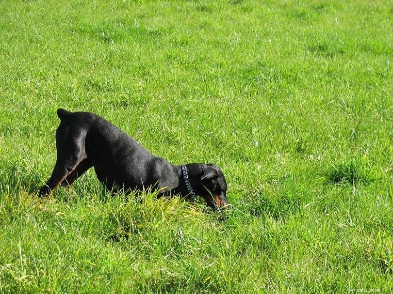 Why Dogs Dig and How to Stop It: Proven Strategies