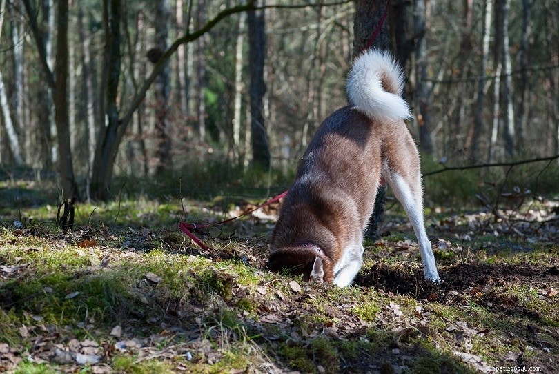 Why Dogs Dig and How to Stop It: Proven Strategies
