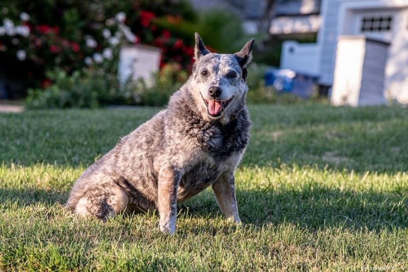 Stop Excessive Dog Barking: Understand Causes & Quick Solutions