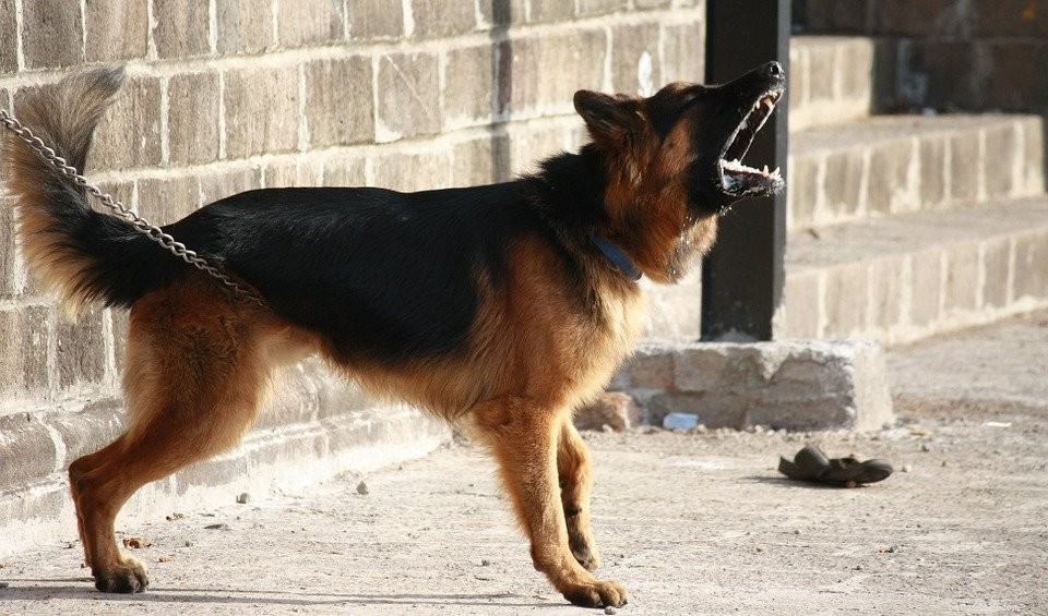 Stop Excessive Dog Barking: Understand Causes & Quick Solutions