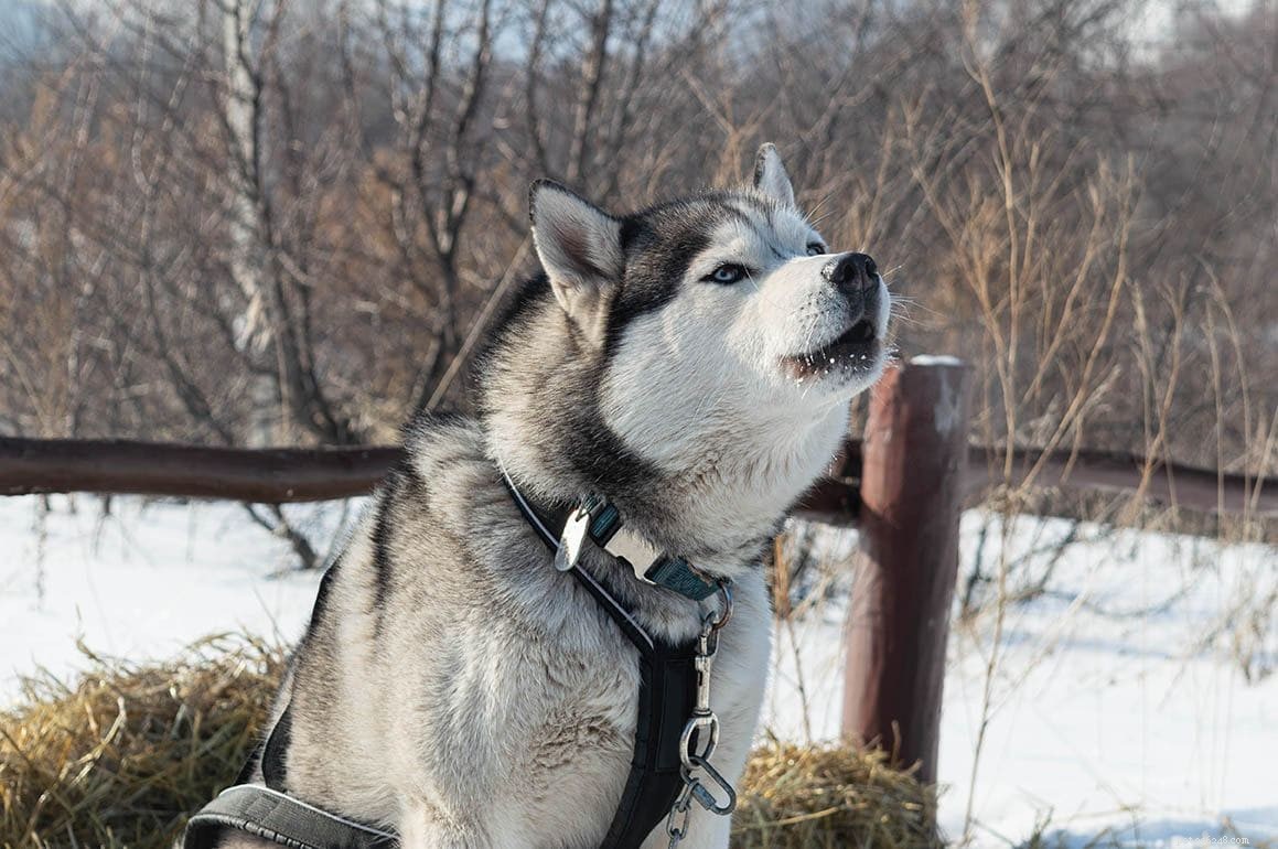 Understanding Fear-Driven Aggression in Dogs: Causes & Solutions