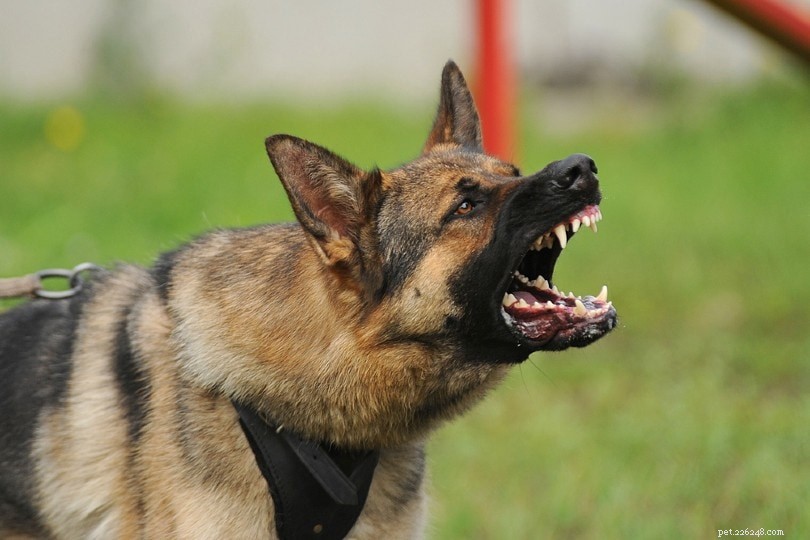 Managing Protective Aggression in Dogs: Proven Tactics for Safer Interaction