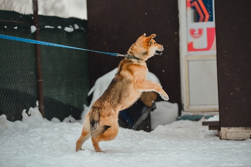 Managing Protective Aggression in Dogs: Proven Tactics for Safer Interaction
