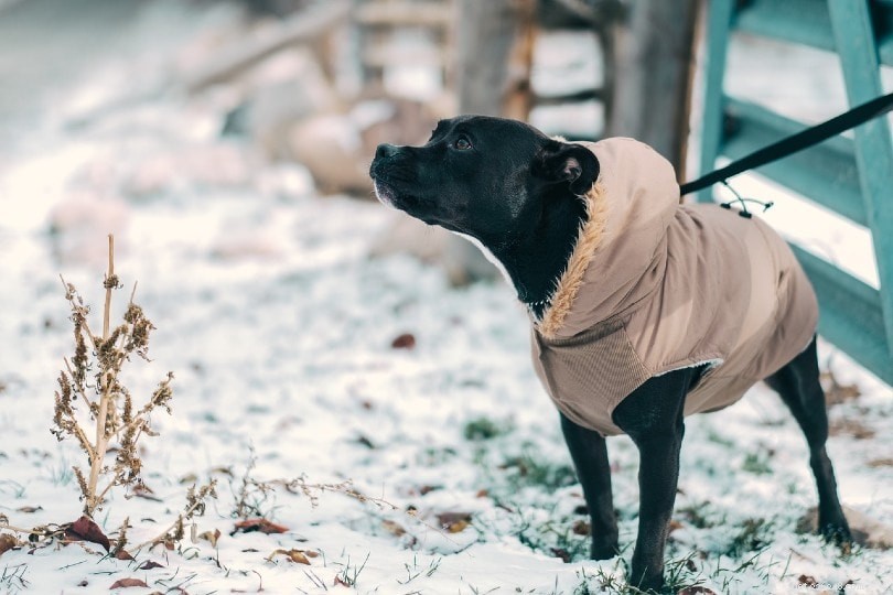Managing Protective Aggression in Dogs: Proven Tactics for Safer Interaction