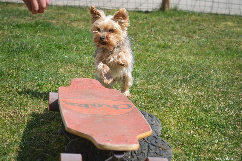Master Dog Agility: 11 Proven Steps for Successful Training