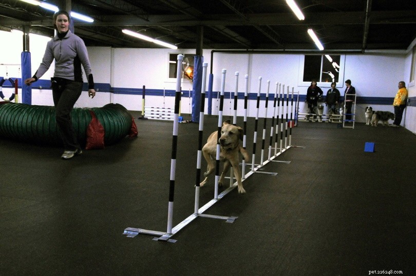 Master Dog Agility: 11 Proven Steps for Successful Training