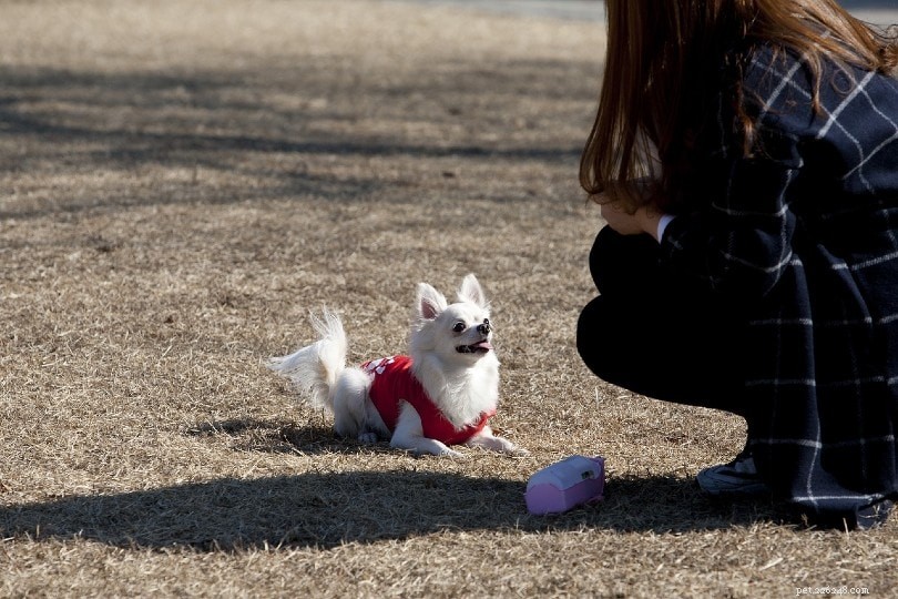 Redirected Aggression in Dogs: How to Spot and Prevent Dangerous Episodes