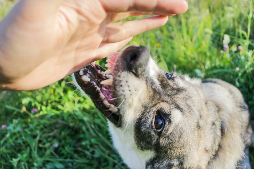 Redirected Aggression in Dogs: How to Spot and Prevent Dangerous Episodes