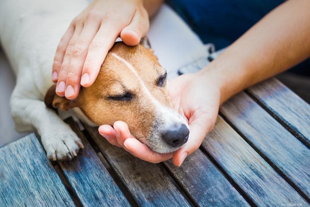 Effective Strategies to Ease Your Dog’s Separation Anxiety