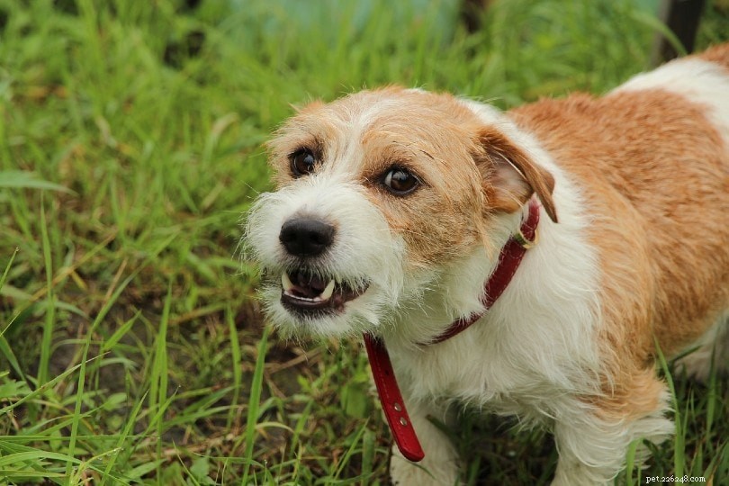 Understanding Sex-Related Aggression in Dogs: Causes and Effective Management