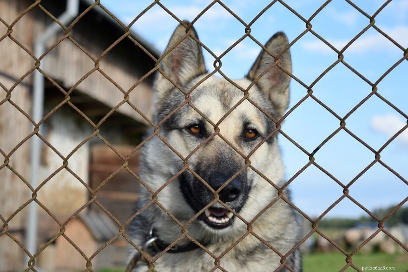 Understanding Sex-Related Aggression in Dogs: Causes and Effective Management