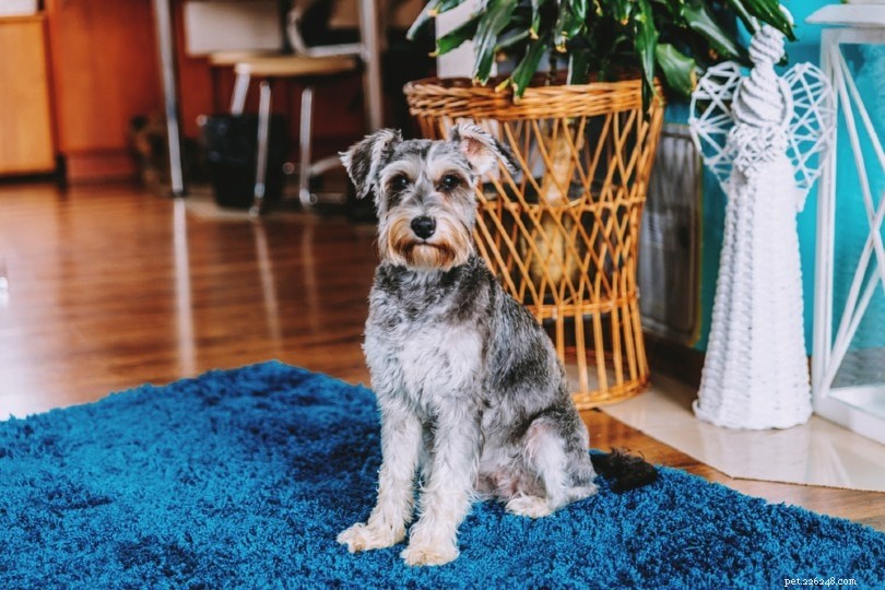 Master the Sit Command: 7 Proven Steps for Effective Dog Training