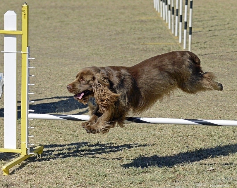 Explore 8 Expert Dog Training Techniques for Advanced Skills