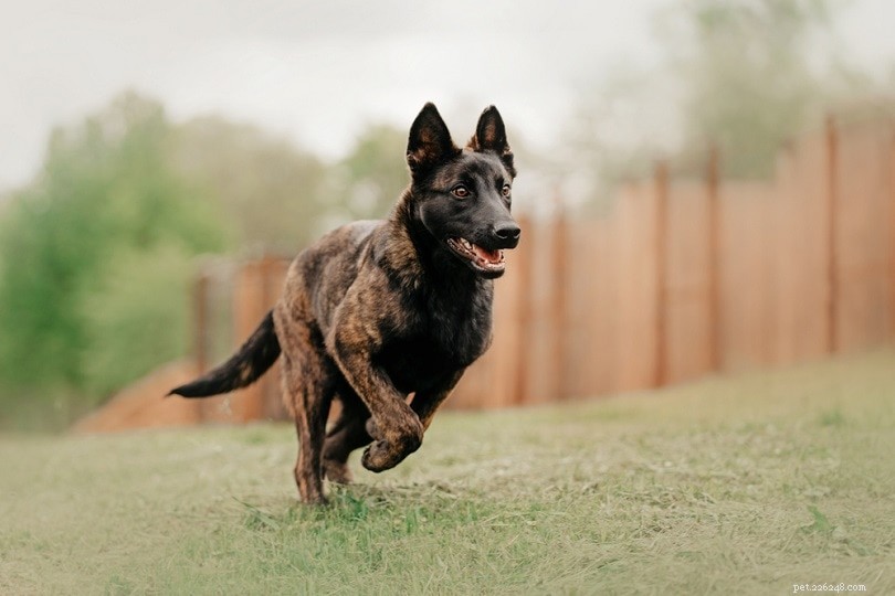 Stop Social Aggression in Dogs: Proven Strategies for Responsible Ownership