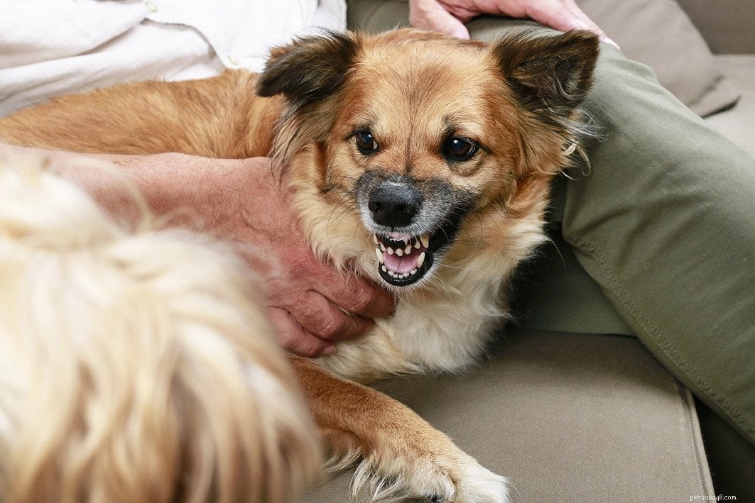 Tame Territorial Aggression in Dogs: Proven Techniques for Safer Homes