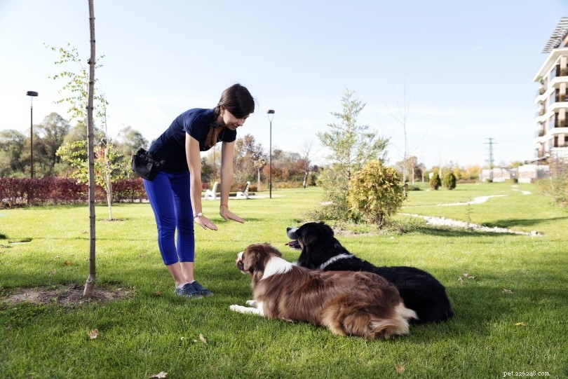 Master the  Stay  Command: 6 Proven Steps to Train Your Dog