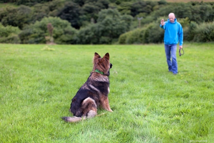 Master the  Stay  Command: 6 Proven Steps to Train Your Dog