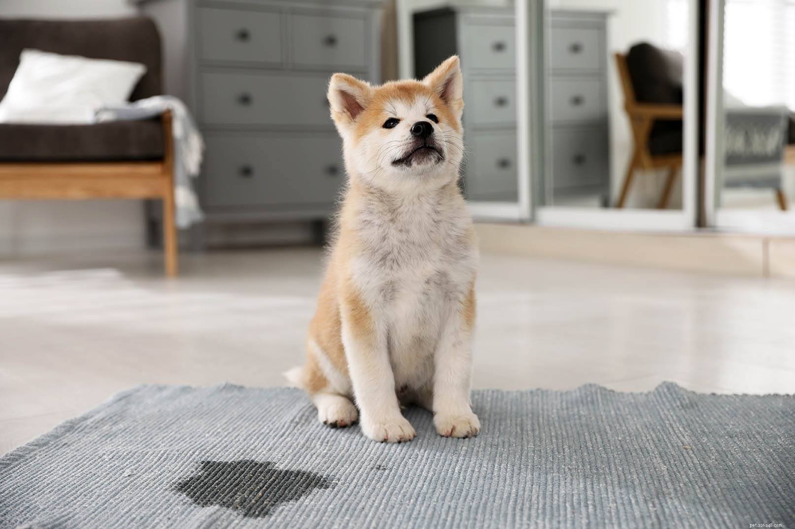 Tame Territorial Aggression in Dogs: Proven Techniques for Safer Homes