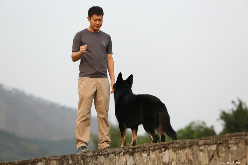 Master Basic Dog Commands: Simple, Trustworthy Training Tips for Puppies & Adults