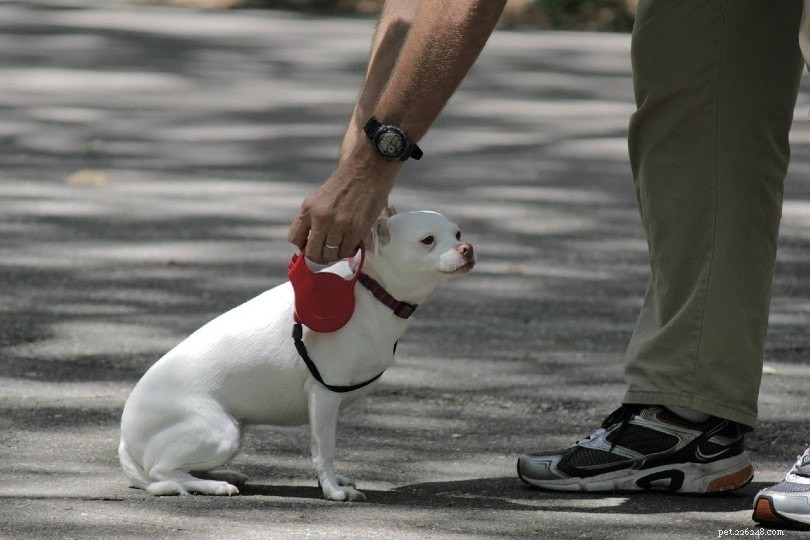 Leash Training Made Easy: 5 Expert Tips for Dogs