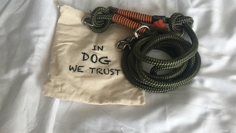 Leash Training Made Easy: 5 Expert Tips for Dogs