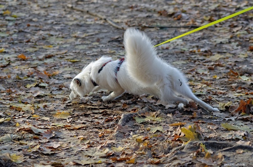 Leash Training Made Easy: 5 Expert Tips for Dogs