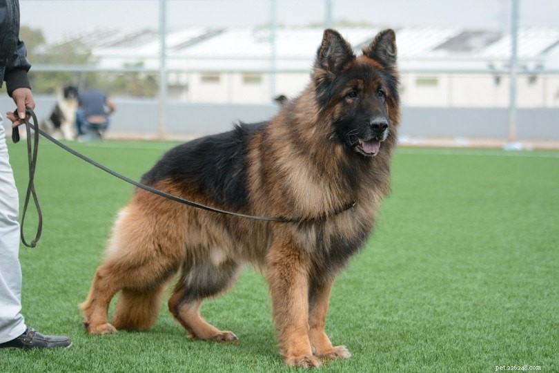 Leash Training Made Easy: 5 Expert Tips for Dogs