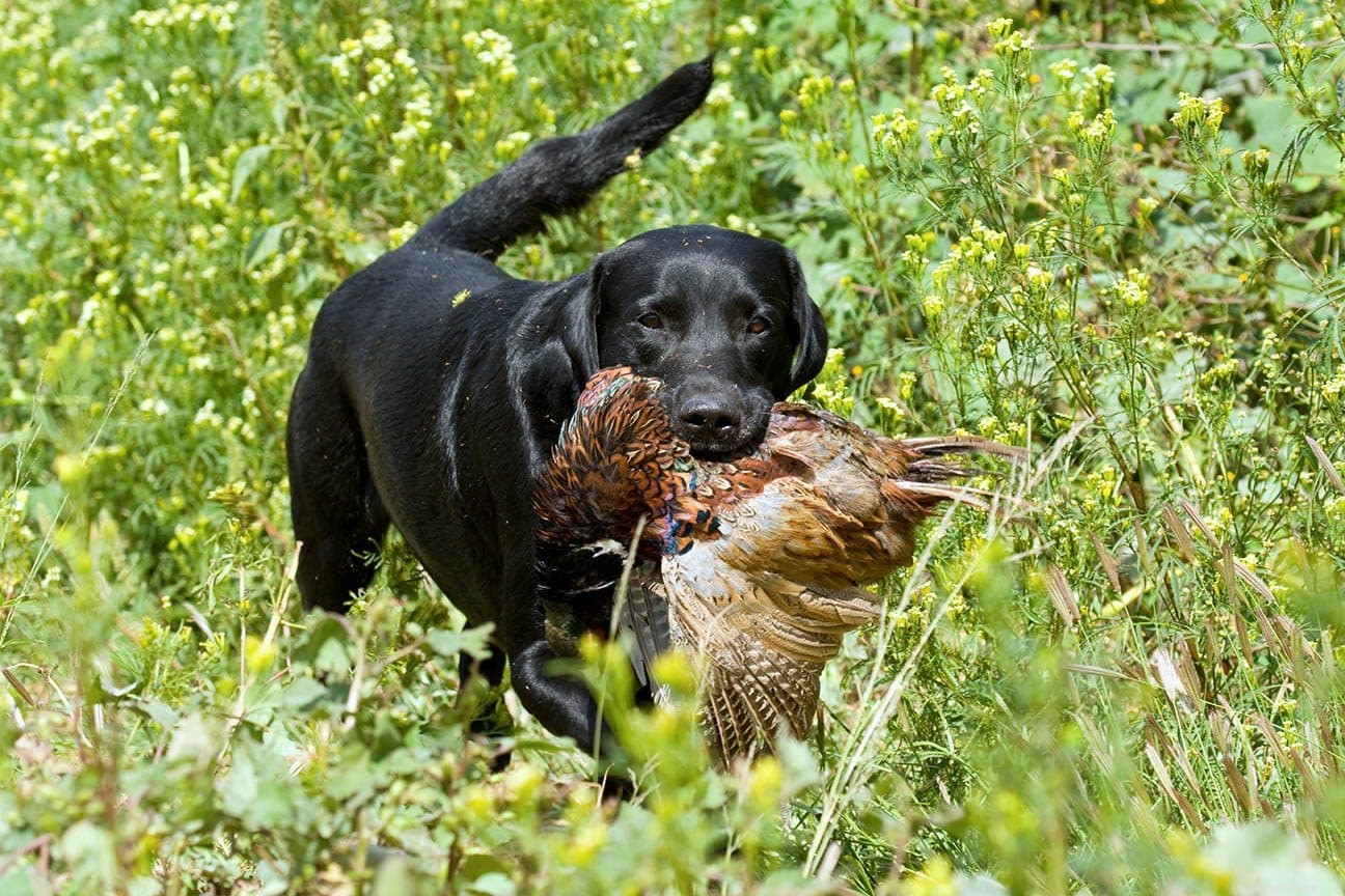 Top 12 Bird‑Hunting Dog Breeds: A Comprehensive Guide with Photos
