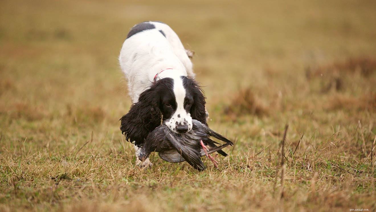 Top 12 Bird‑Hunting Dog Breeds: A Comprehensive Guide with Photos