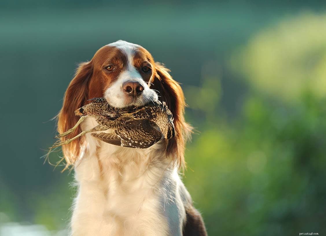 Top 12 Bird‑Hunting Dog Breeds: A Comprehensive Guide with Photos