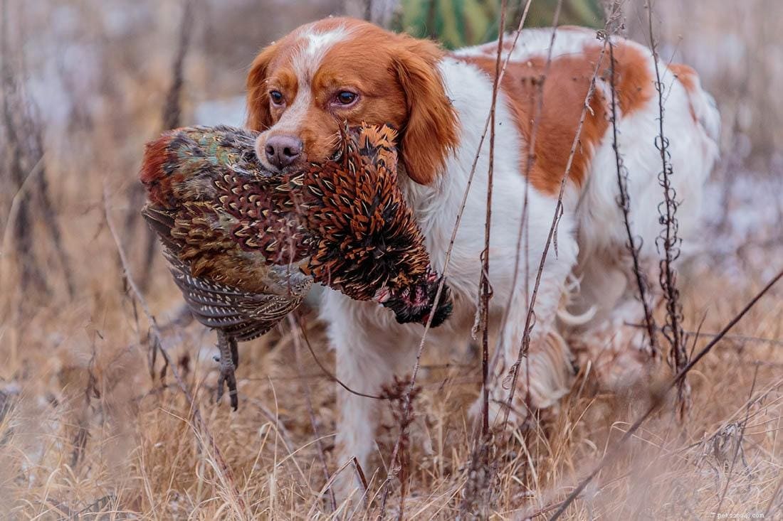 Top 12 Bird‑Hunting Dog Breeds: A Comprehensive Guide with Photos