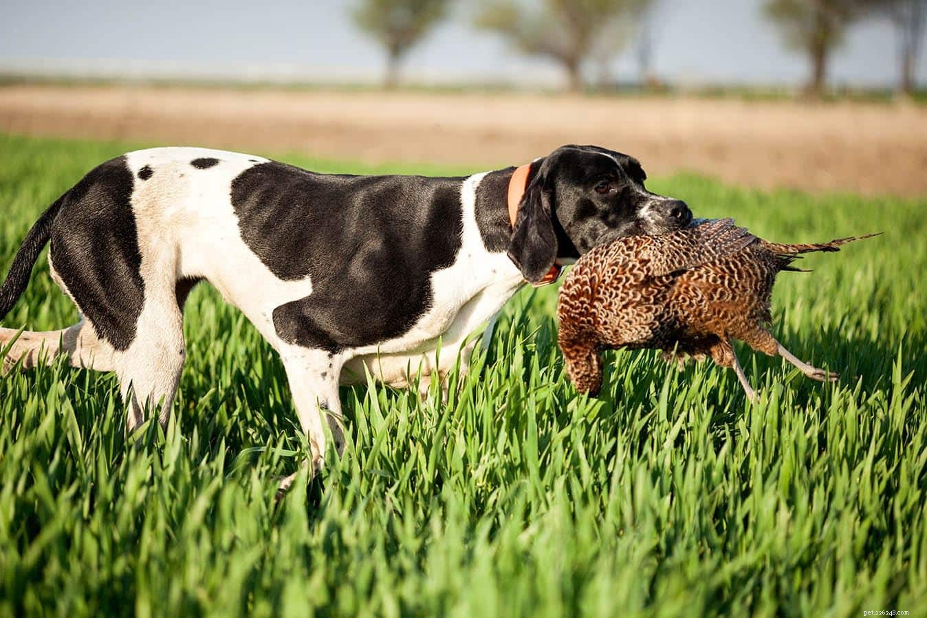 Top 12 Bird‑Hunting Dog Breeds: A Comprehensive Guide with Photos