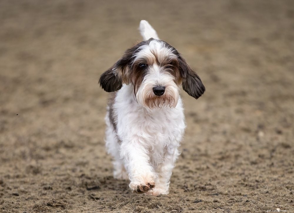 15 Best French Dog Breeds for Pet Lovers