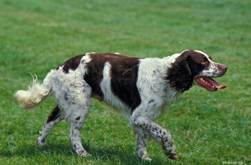 15 Best French Dog Breeds for Pet Lovers